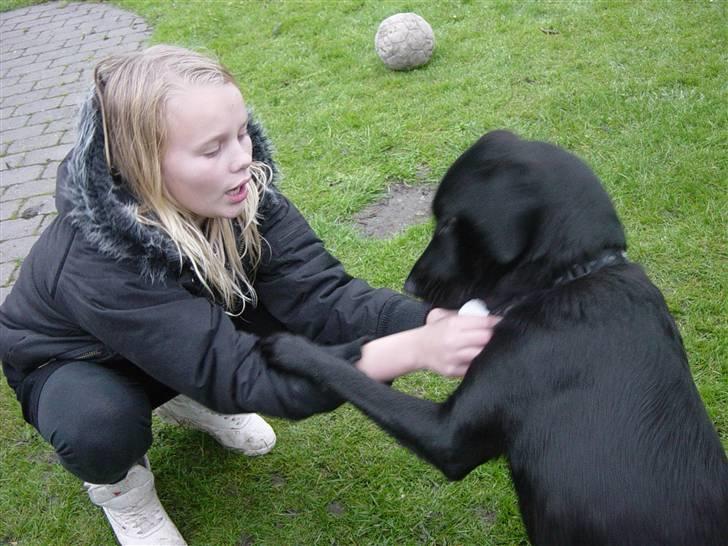 Labrador retriever Rico - Jegelskerdigskat <3 billede 9
