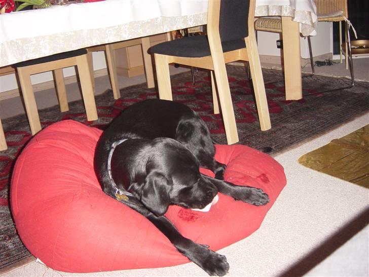 Labrador retriever Rico - "Jaaaah fik et KÆMPE kødben!" :D <3 billede 10