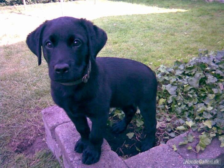 Labrador retriever Rico - Rico som lille hvalp :D <333 Ohh (L) billede 11