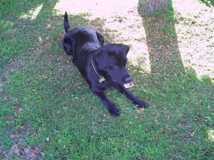 Labrador retriever Rico - Hvad har han i munden? Haha xD billede 12