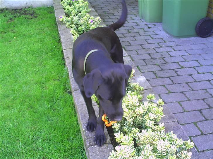 Labrador retriever Rico - Fandt du noget i bedet skat? billede 13