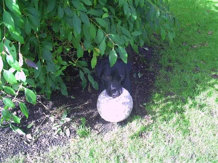Labrador retriever Rico - Ligger på lur til at angribe! Haha <33 billede 14