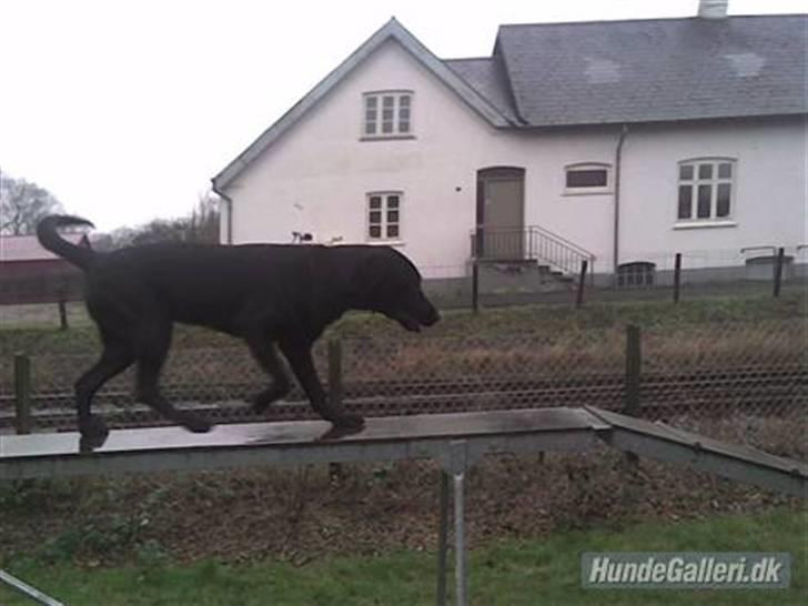 Labrador retriever Rico - Hvor er han smuk <33 :) Lidt træning! billede 15