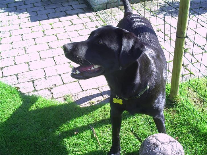 Labrador retriever Rico - "Kan du tage bolden?" >:) <33 billede 16