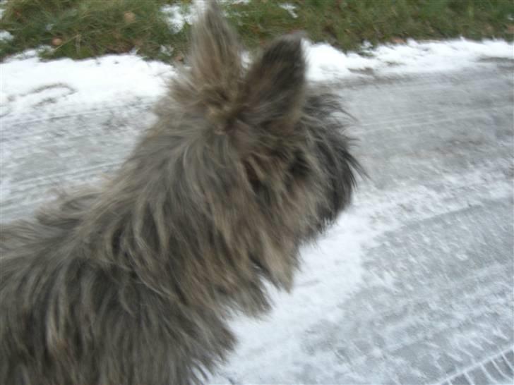 Cairn terrier Maddie - ´´Hov! Hvad var det?´´ Heeh billede 3