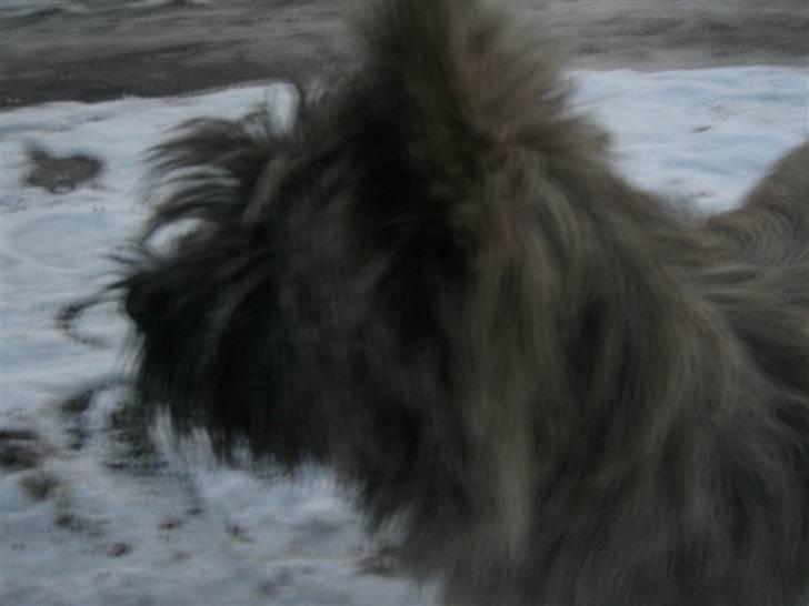 Cairn terrier Maddie - Vi er ude at gå tur. billede 4