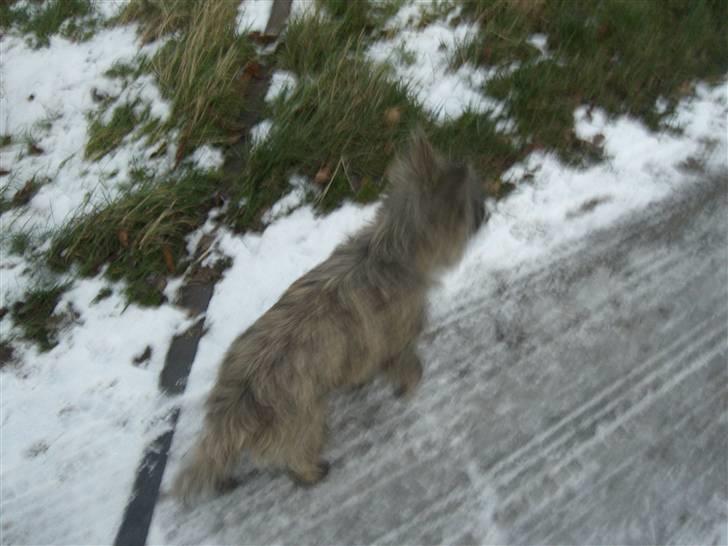 Cairn terrier Maddie - Også her:) billede 5