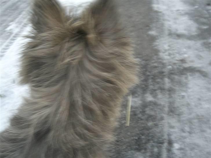 Cairn terrier Maddie - ^^ billede 6