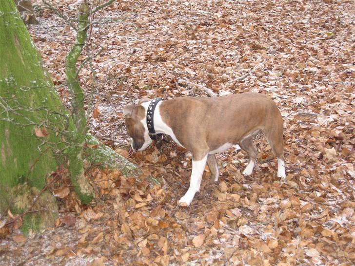Amerikansk staffordshire terrier Opal Du Oxygen billede 5