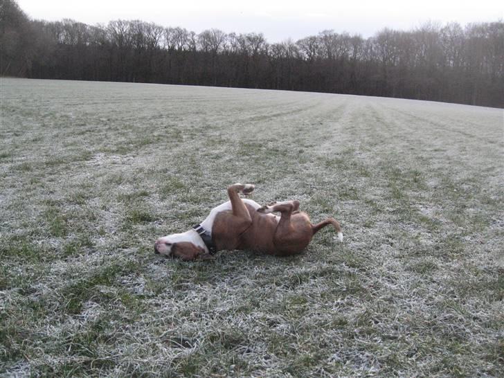 Amerikansk staffordshire terrier Opal Du Oxygen billede 6