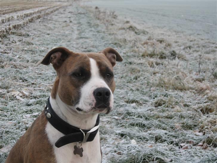 Amerikansk staffordshire terrier Opal Du Oxygen billede 7