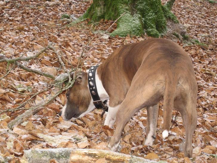 Amerikansk staffordshire terrier Opal Du Oxygen billede 8