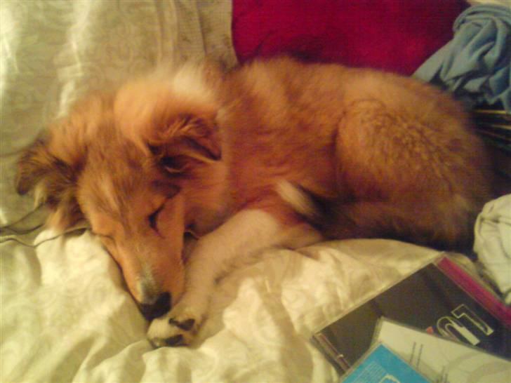 Shetland sheepdog Andrea billede 1