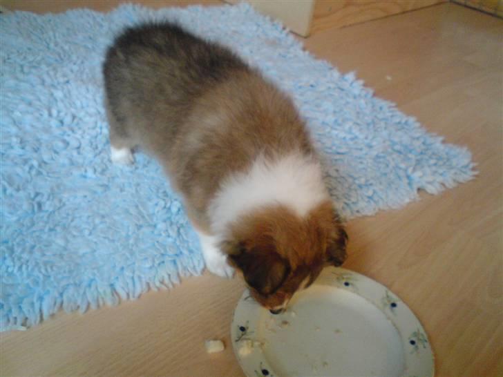 Shetland sheepdog Andrea billede 2