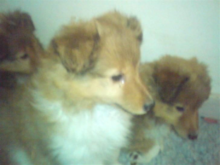 Shetland sheepdog Andrea billede 3