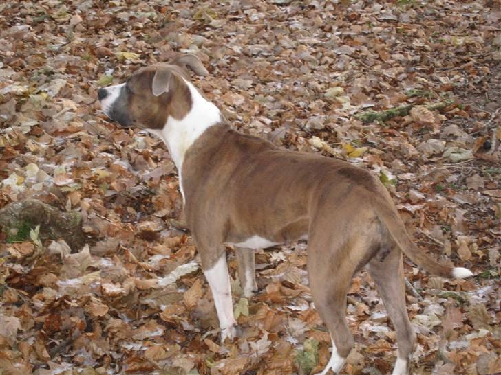 Amerikansk staffordshire terrier Opal Du Oxygen billede 9