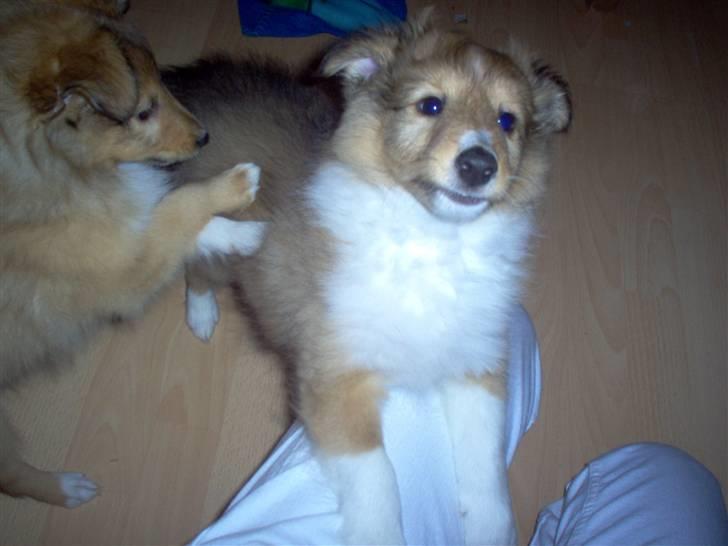 Shetland sheepdog Andrea billede 4