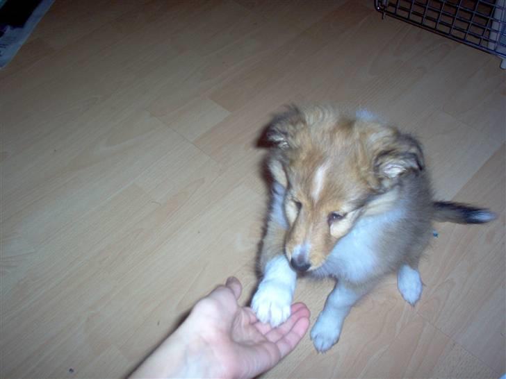 Shetland sheepdog Andrea billede 5