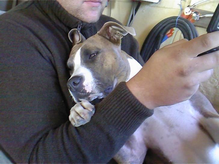 Amerikansk staffordshire terrier Opal Du Oxygen billede 10