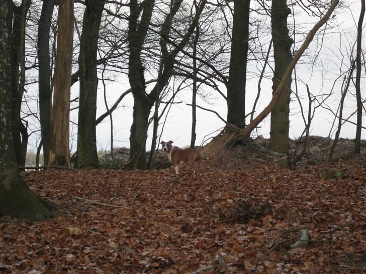 Amerikansk staffordshire terrier Opal Du Oxygen billede 11