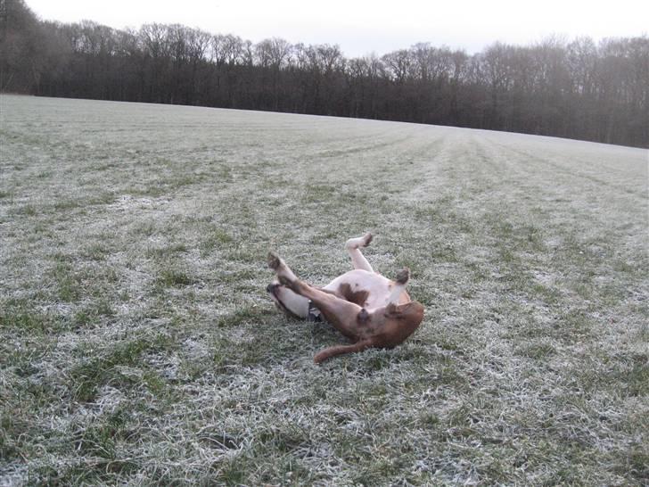 Amerikansk staffordshire terrier Opal Du Oxygen billede 12