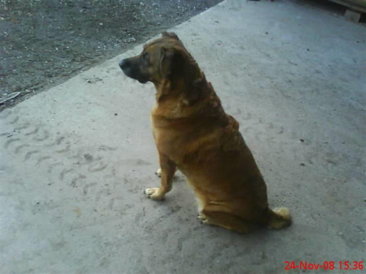 Blanding af racer Labrador-Broholmer-Molly billede 6