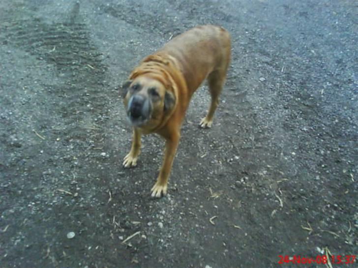 Blanding af racer Labrador-Broholmer-Molly billede 7