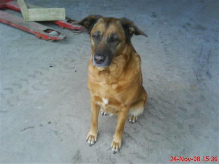 Blanding af racer Labrador-Broholmer-Molly billede 9