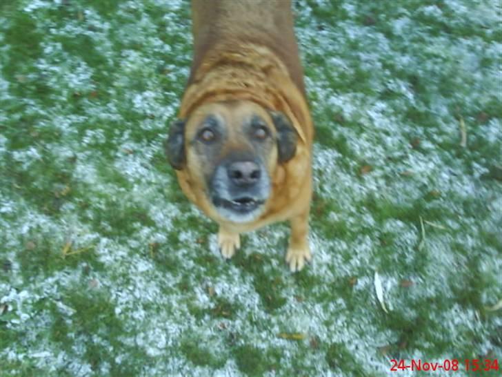 Blanding af racer Labrador-Broholmer-Molly billede 12