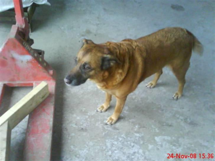 Blanding af racer Labrador-Broholmer-Molly billede 17