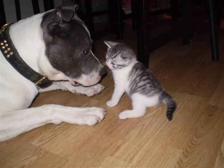 Staffordshire bull terrier Adam's Ghost Surprise billede 11