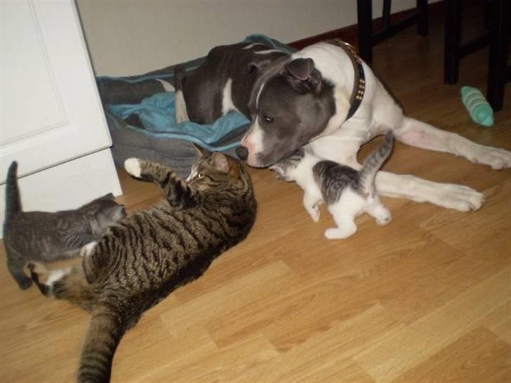 Staffordshire bull terrier Adam's Ghost Surprise billede 12