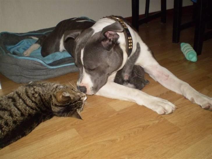 Staffordshire bull terrier Adam's Ghost Surprise billede 13