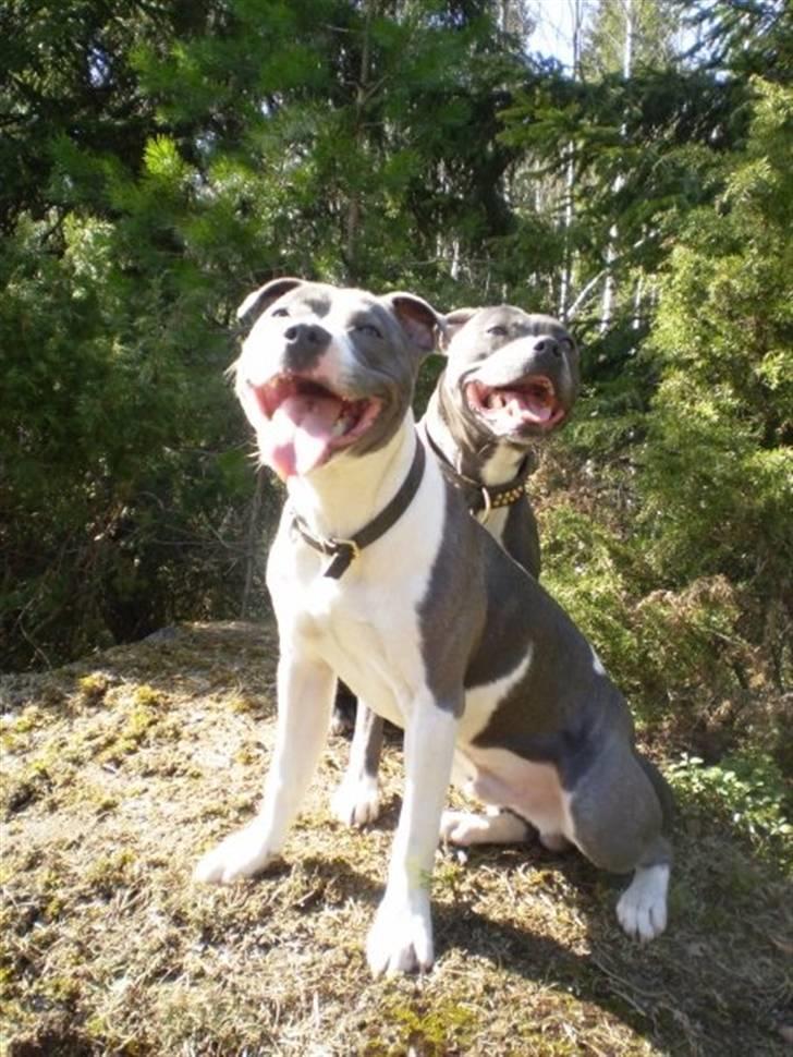 Staffordshire bull terrier Adam's Ghost Surprise billede 14