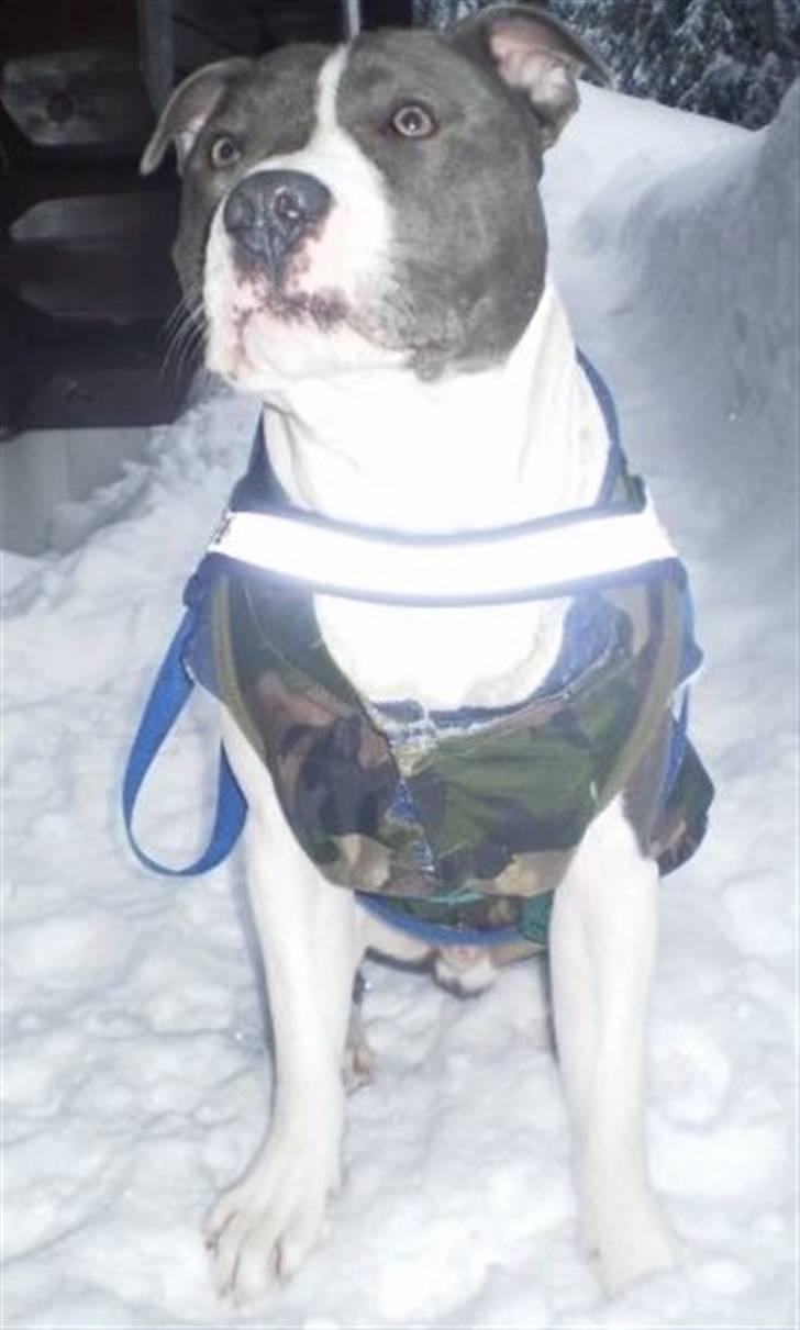 Staffordshire bull terrier Adam's Ghost Surprise billede 15