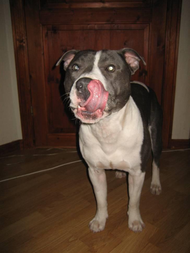 Staffordshire bull terrier Adam's Ghost Surprise billede 16