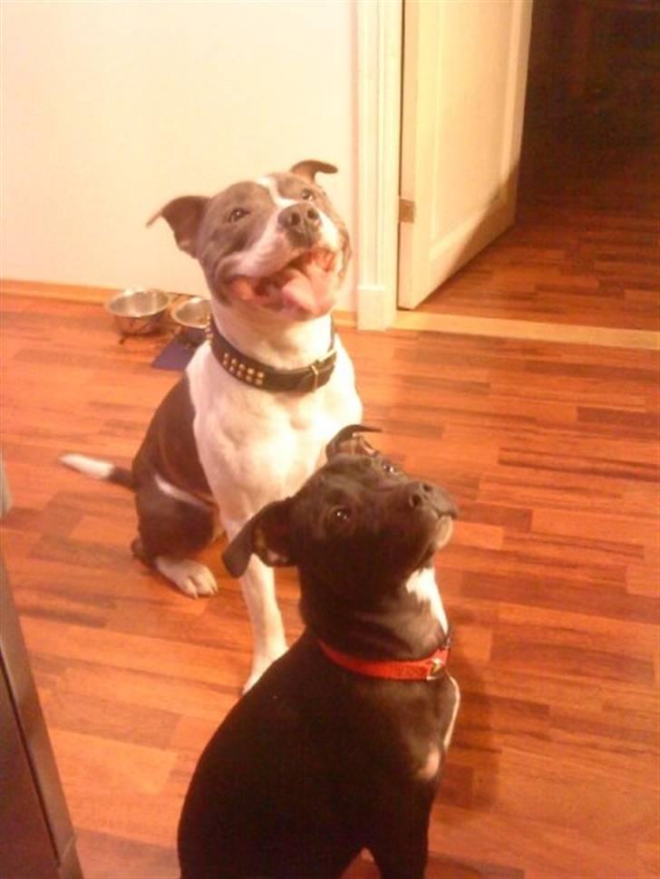 Staffordshire bull terrier Adam's Ghost Surprise billede 17