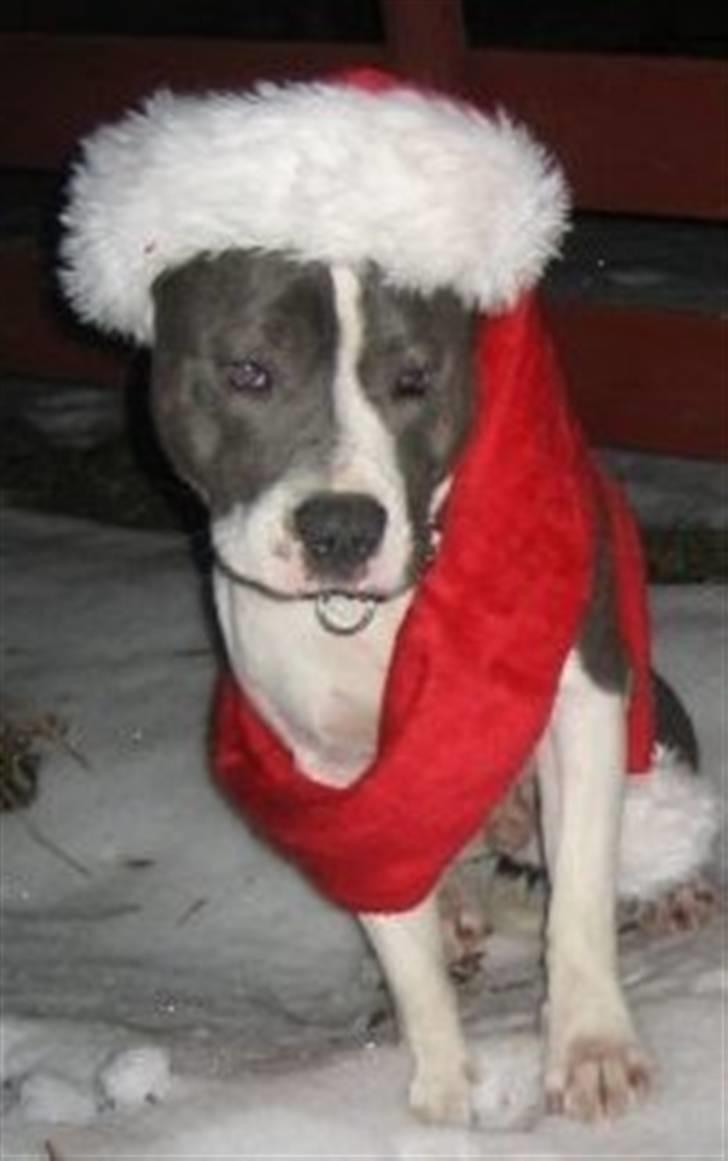 Staffordshire bull terrier Adam's Ghost Surprise billede 18