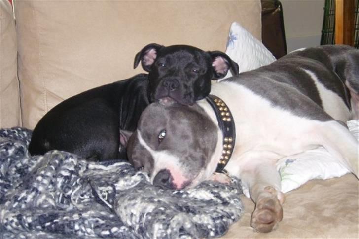 Staffordshire bull terrier Adam's Ghost Surprise billede 19