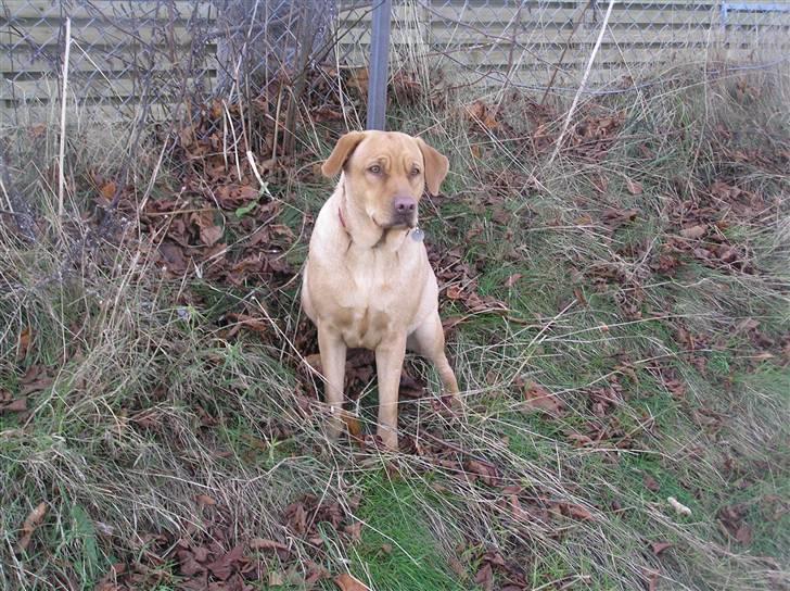 Labrador retriever molly R.I.P billede 5