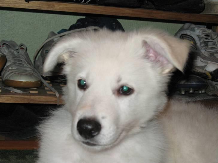 Hvid schæfer Jeku billede 1