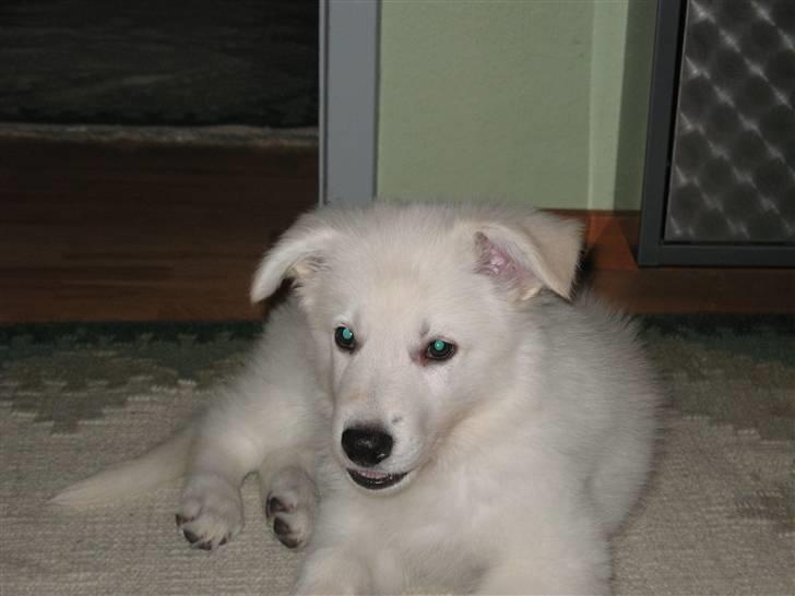 Hvid schæfer Jeku billede 2