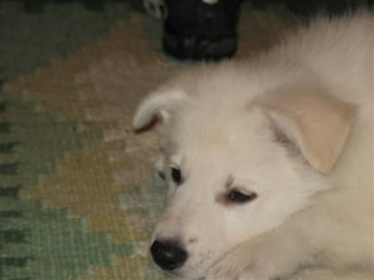 Hvid schæfer Jeku billede 3