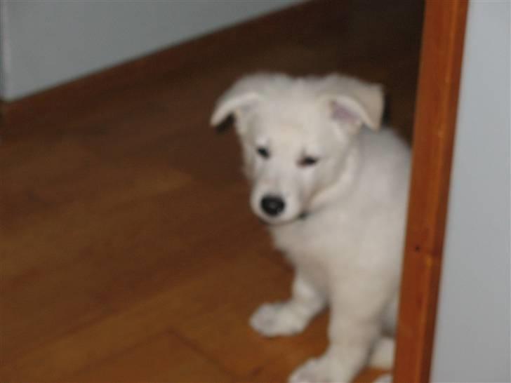 Hvid schæfer Jeku billede 4