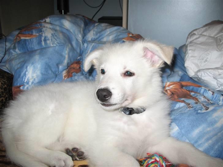 Hvid schæfer Jeku billede 5