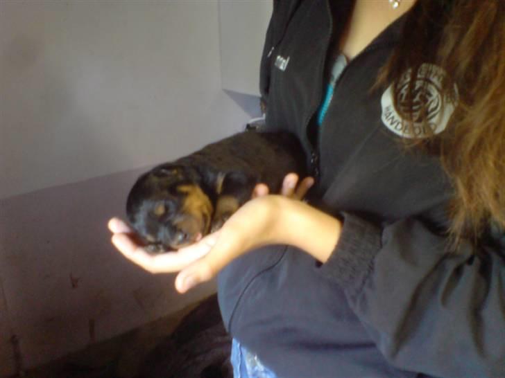 Rottweiler Aslan - BabyAslan :) billede 12