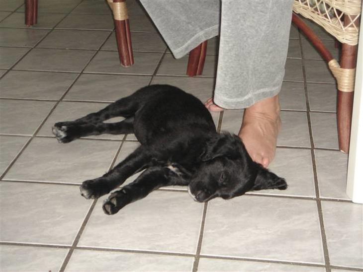 Blanding af racer Molly *solgt* billede 1