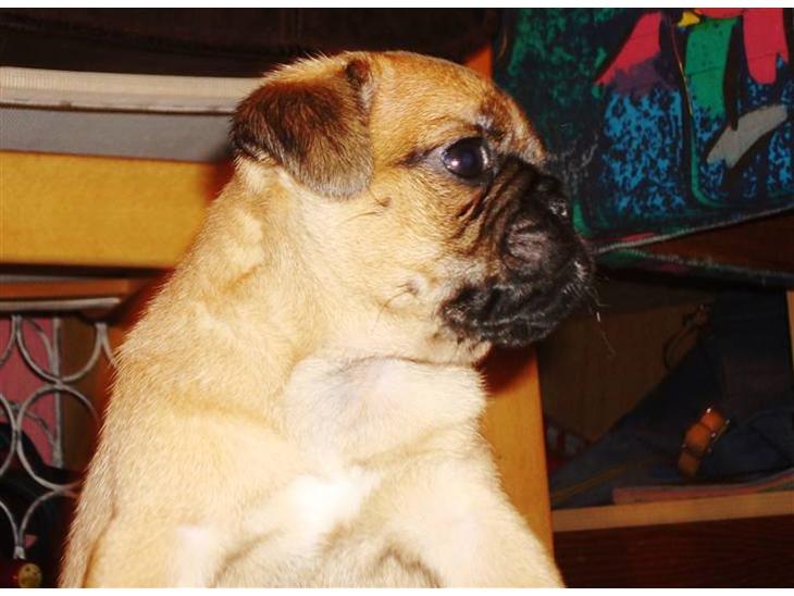 {{currentPhoto.altText}} billede {{currentPhoto.number}}