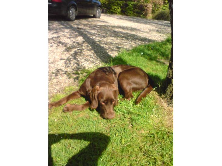 {{currentPhoto.altText}} billede {{currentPhoto.number}}