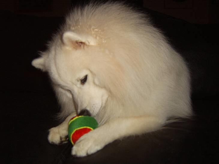 {{currentPhoto.altText}} billede {{currentPhoto.number}}